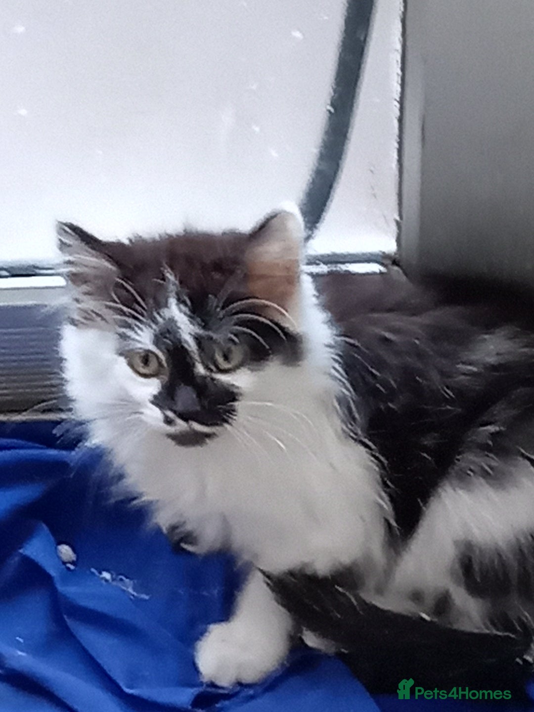 British Longhair cats for sale: two british longhair kittens - Image 3