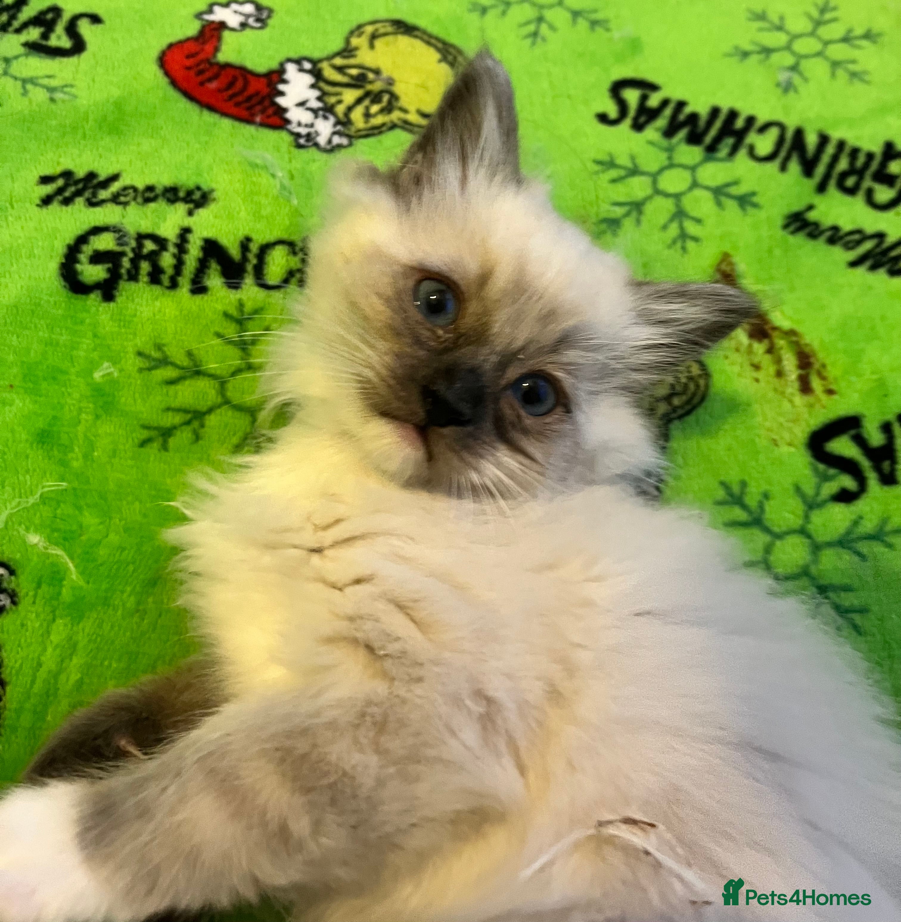 Ragdoll cats 3 Seal mitted male ragdoll kittens - Advert 17