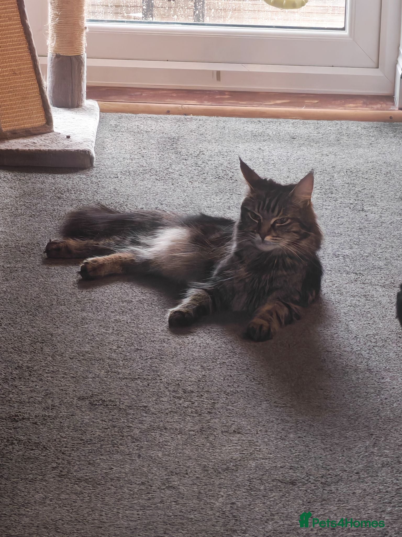 Maine Coon cats Maine coon - Advert 2