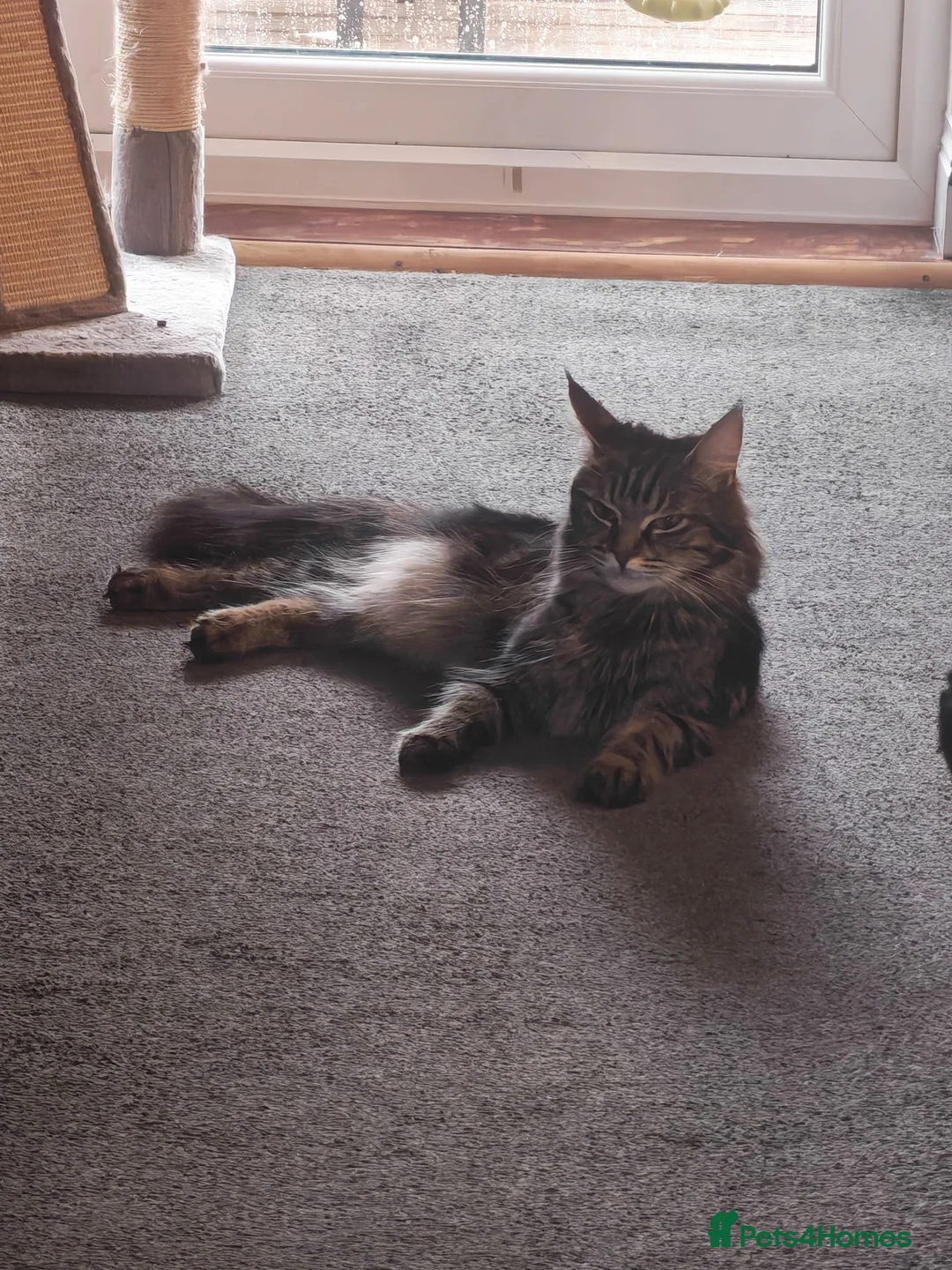 Maine Coon cats for sale: Maine coon - Advert 1