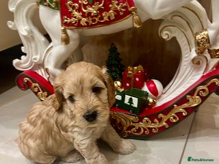 Cockapoo dogs ♥️Beautiful Toy Cockapoo Puppies Kc Reg Parents - Advert 11