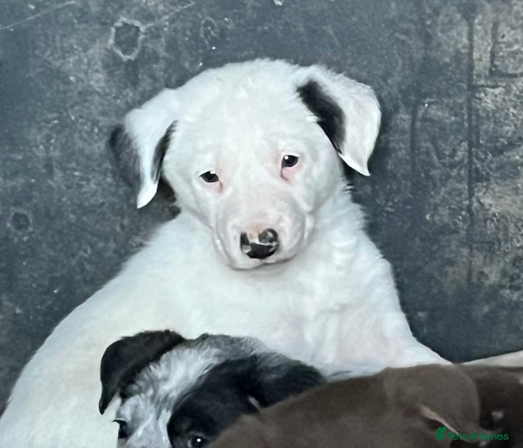 Border Collie dogs for sale: 4 gorgeous boys looking for new homes-Ready now  - Advert 4