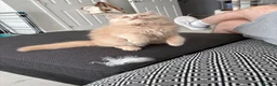 British Longhair cats for sale: Aslan - GCCF show prospect - Advert 5