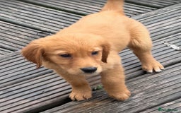 Golden Retriever dogs for sale: Dark fox red KC golden retriever puppies - Image 14
