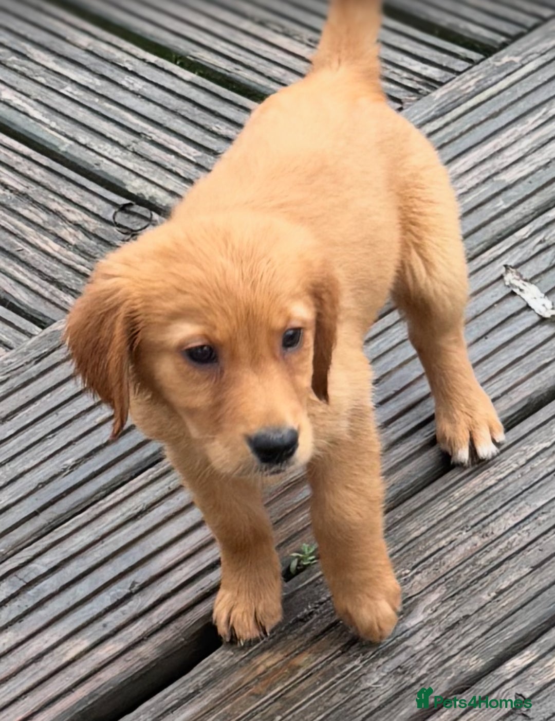 Golden Retriever dogs for sale: Dark fox red KC golden retriever puppies - Image 14