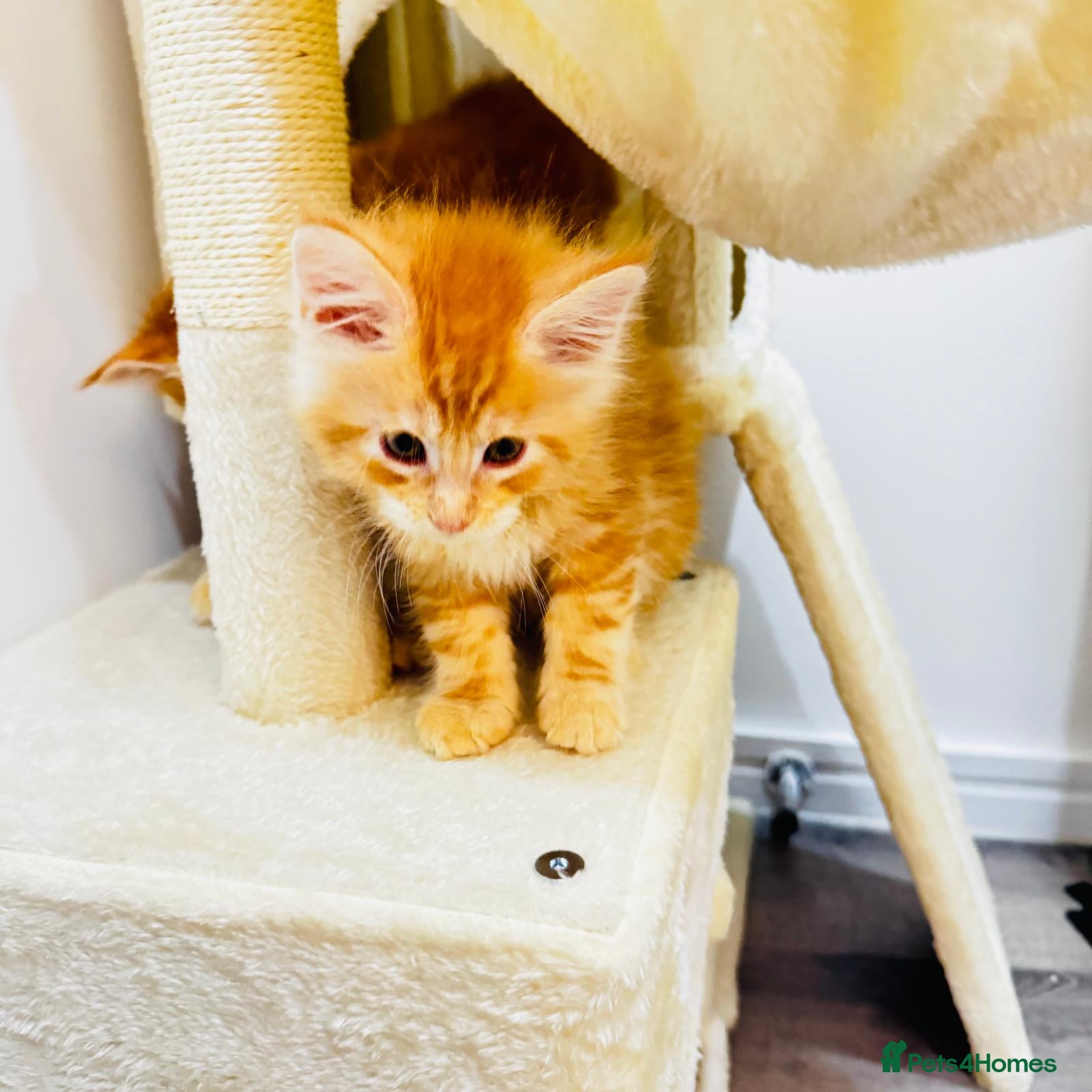 Maine Coon cats Pure breed XXL Maine Coon kittens  - Advert 15