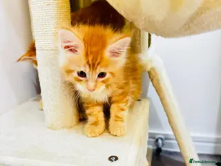 Maine Coon cats Pure breed XXL Maine Coon kittens - Advert 15