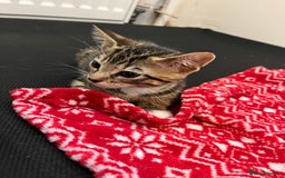 Mixed Breed cats for sale: Pixie bob mixed kittens - Image 19
