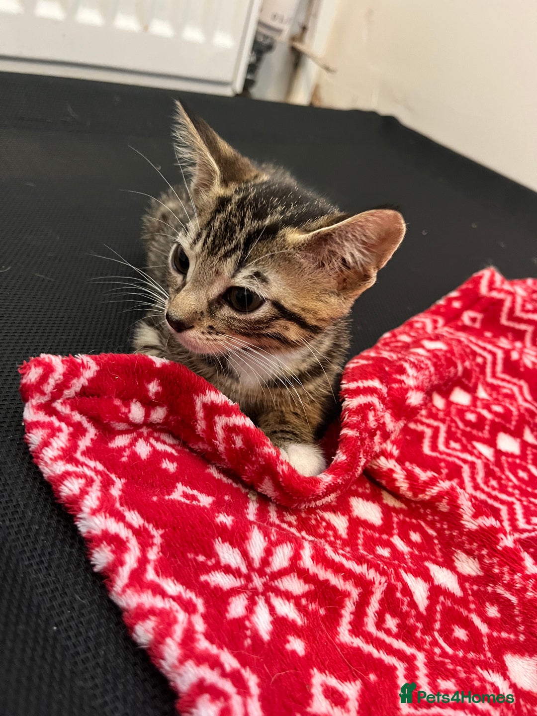 Mixed Breed cats for sale: Pixie bob mixed kittens - Image 19