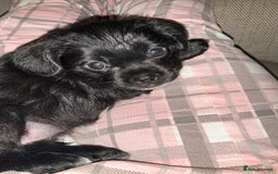 Mixed Breed dogs for sale: Gorgeous Pugapoos ready to leave 07/10/25 - Image 13