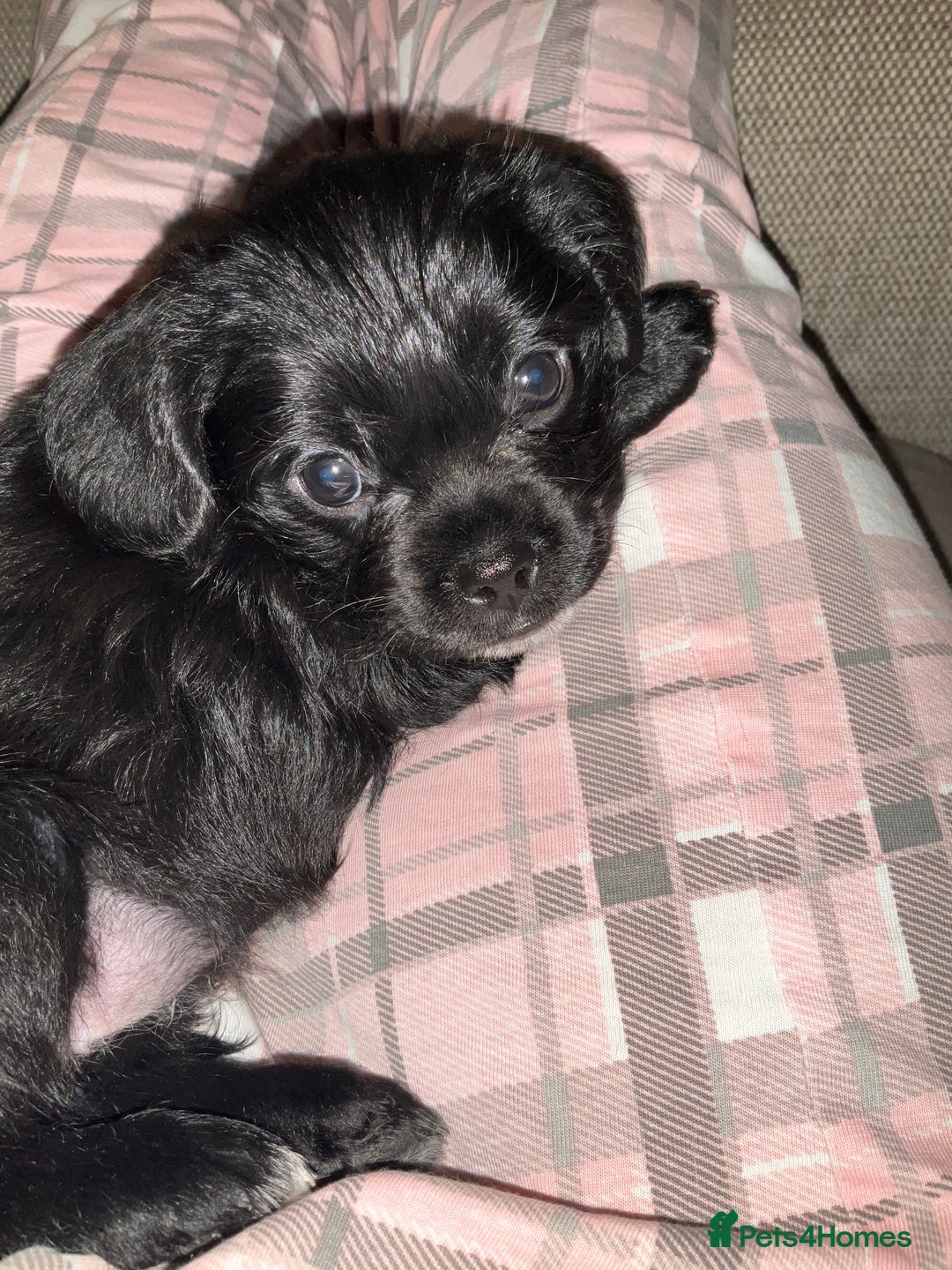 Mixed Breed dogs for sale: Gorgeous Pugapoos ready to leave 07/10/25 - Image 13