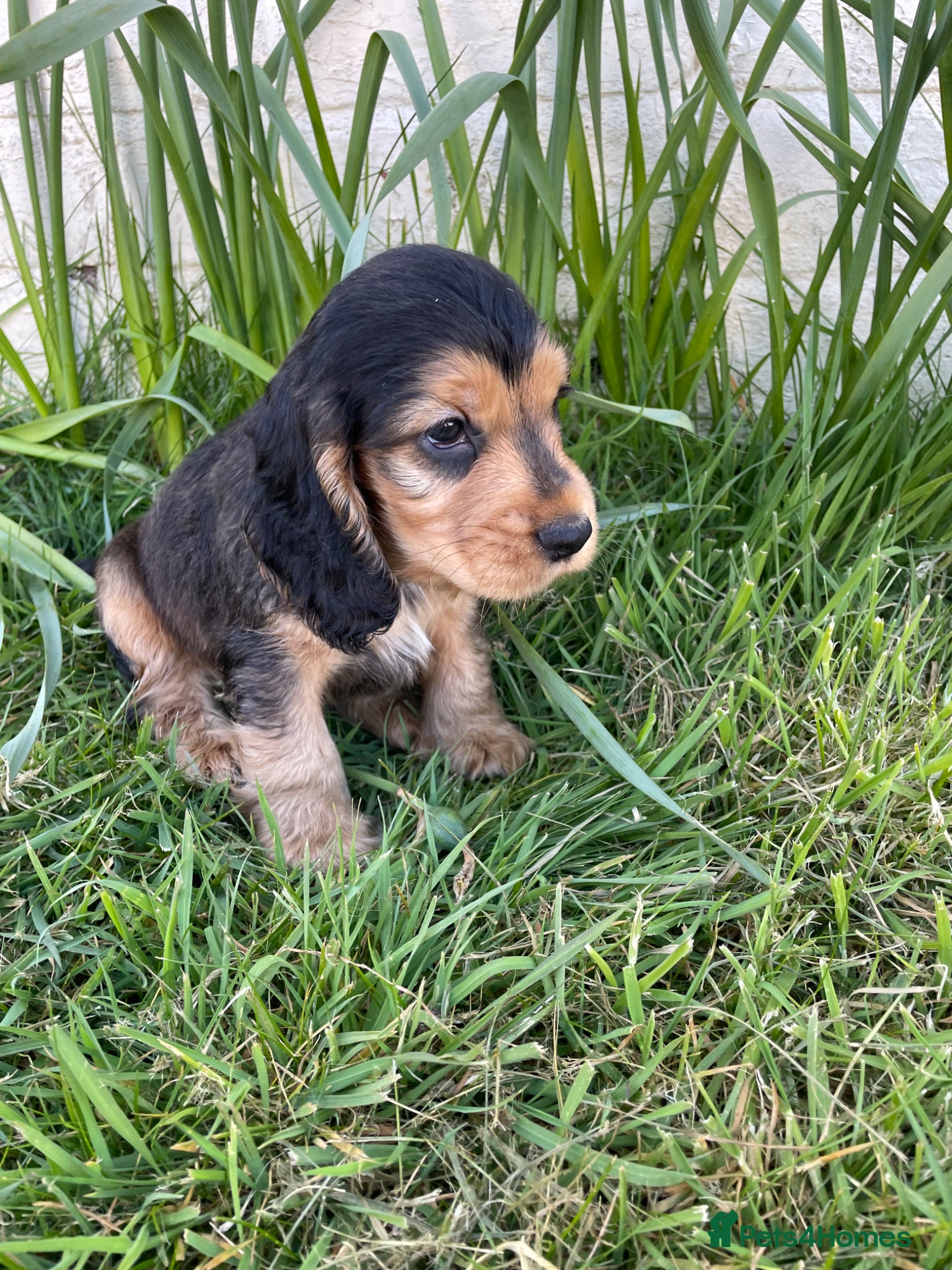 Cocker Spaniel dogs Stunning Show Cocker spaniels  - Advert 10
