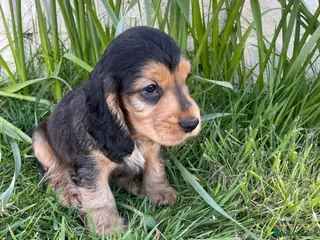 Cocker Spaniel dogs Stunning Show Cocker spaniels - Advert 10