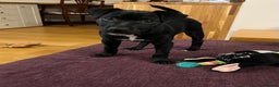 Patterdale Terrier dogs for sale: Beautiful black (Male) Patterdale puppy for sale - Advert 2