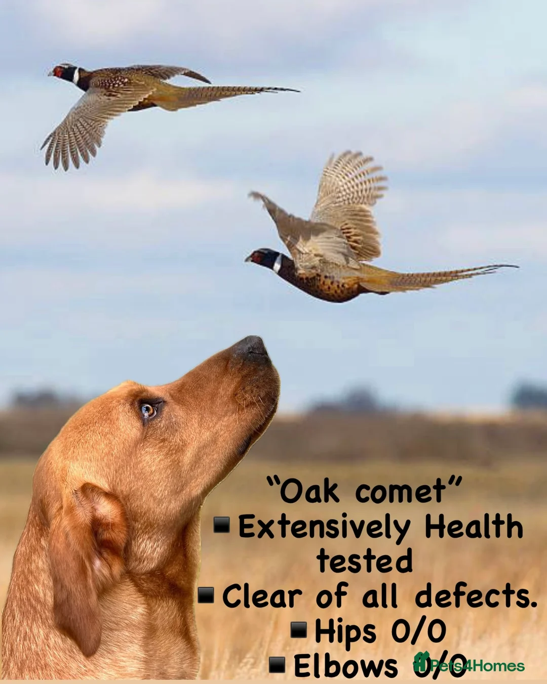 Labrador Retriever dogs for stud: Extensively health tested with 0/0 hips 0/0 elbow in Middlesbrough - Advert 4