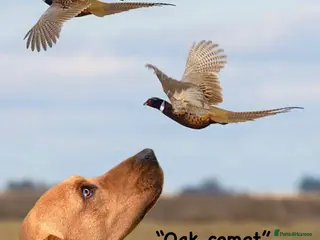 Labrador Retriever dogs Extensively health tested with 0/0 hips 0/0 elbow in Middlesbrough - Advert 1