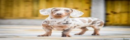 Dachshund dogs for stud: Isabella and tan miniature dapple  in Leeds - Advert 3