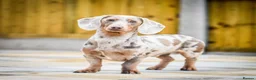 Dachshund dogs for stud: Isabella and tan miniature dapple  in Leeds - Advert 3