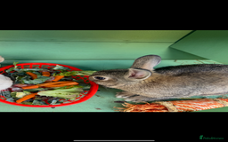 Netherland Dwarf rabbits for sale: Bean - Our Male Netherland Dwarf  - Image 3