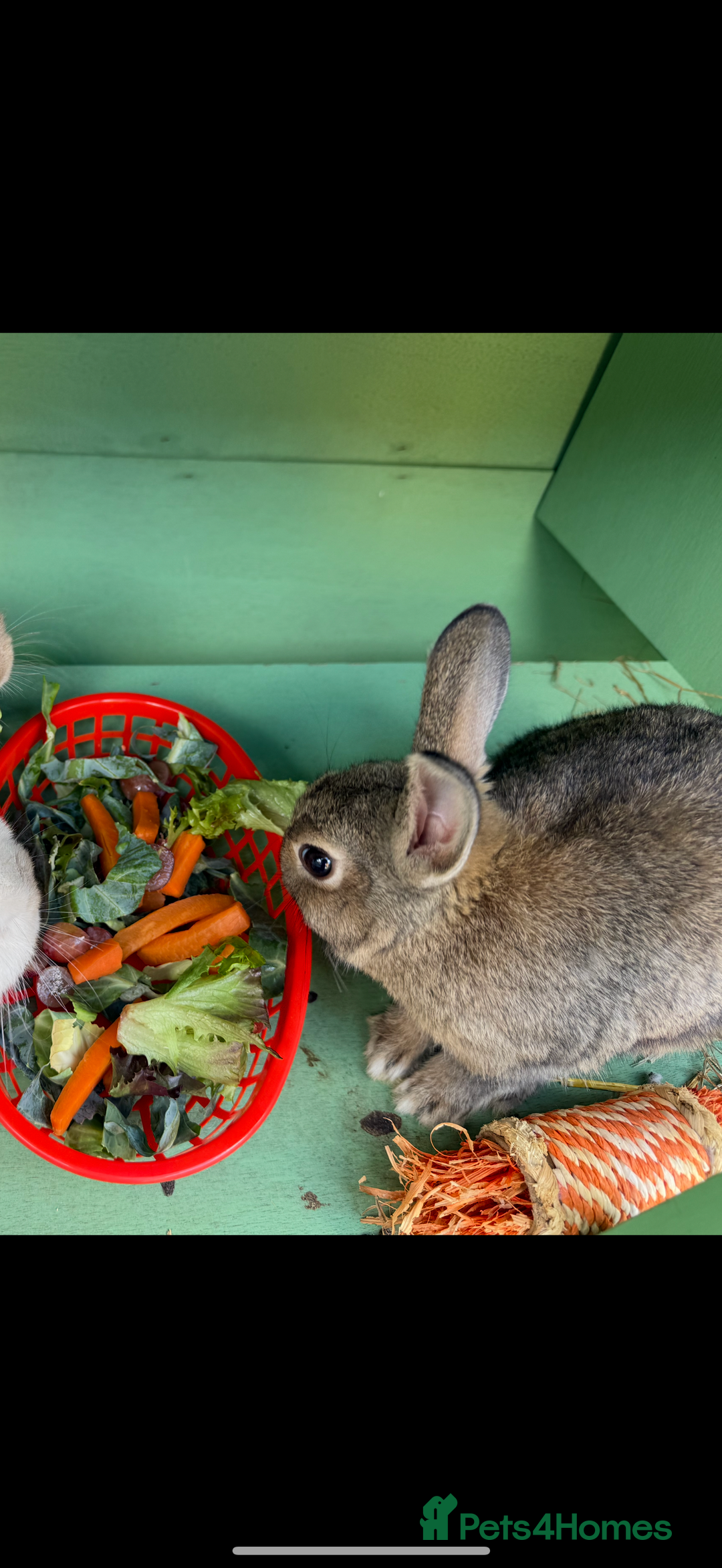 Netherland Dwarf rabbits for sale: Bean - Our Male Netherland Dwarf  - Image 3