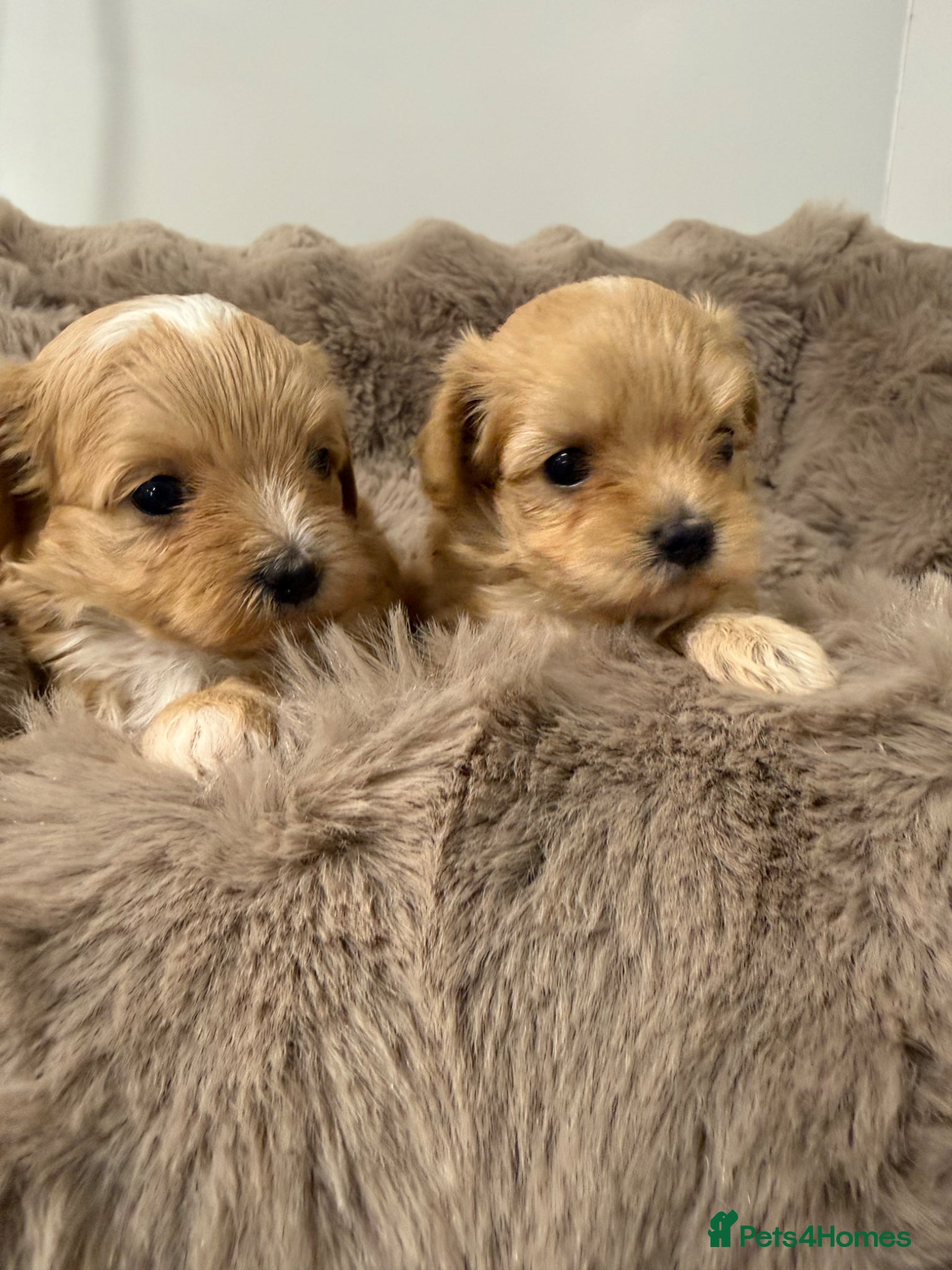 Maltipoo dogs 7 beautiful girls. F1. Fully dna clear & health  - Advert 1