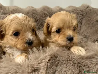 Maltipoo dogs 7 beautiful girls. F1. Fully dna clear & health - Advert 1