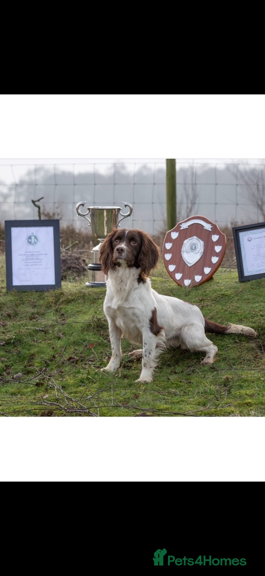 English Springer Spaniel dogs Two boys available from a Open fiekd trial winner - Advert 1