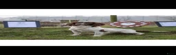English Springer Spaniel dogs for sale: Two boys available from a Open fiekd trial winner - Advert 1