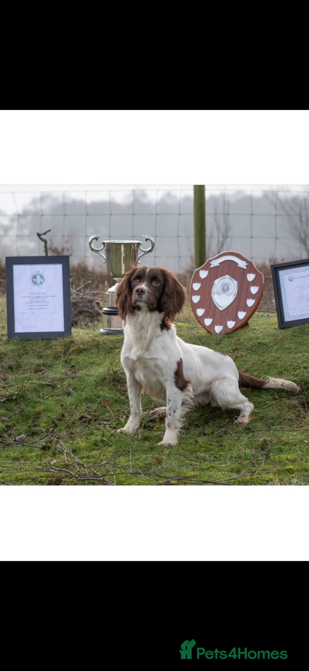 English Springer Spaniel dogs for sale: Two boys available from a Open fiekd trial winner - Advert 1