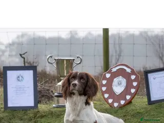 English Springer Spaniel dogs Two boys available from a Open fiekd trial winner - Advert 1