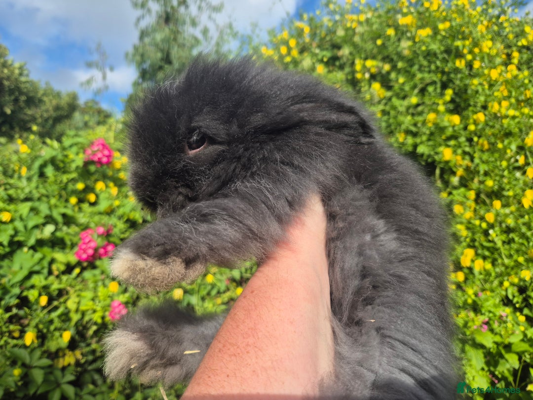 Angora rabbits for sale: 😍Large Angora babies- parents imported from 🇫🇷  - Image 5