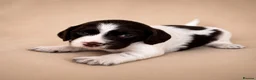 Cocker Spaniel dogs for sale: Chocolate Merle spaniels  - Advert 9