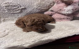 Cockapoo dogs for sale: Toy cockapoo puppies 3 boys 2 girls fox red  - Image 15