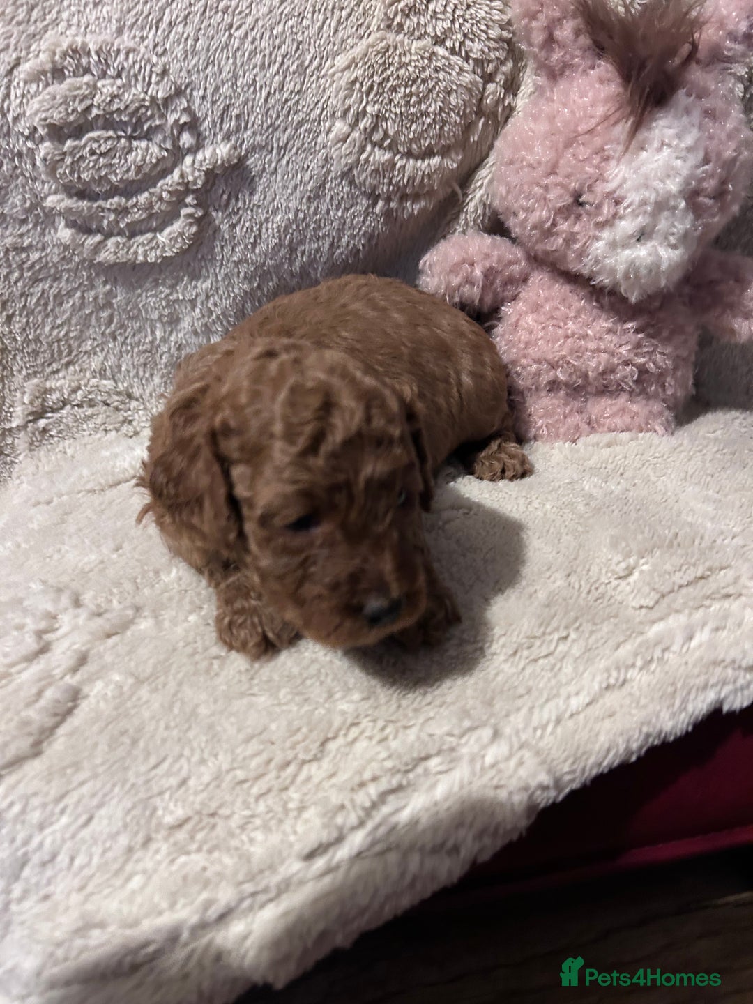Cockapoo dogs for sale: Toy cockapoo puppies 3 boys 2 girls fox red  - Image 15