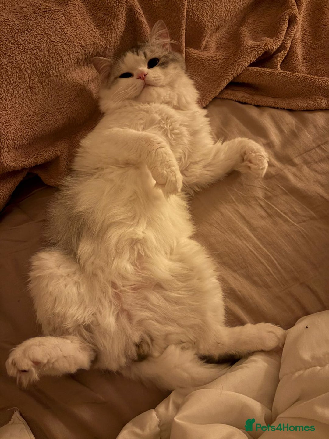 Mixed Breed cats for adoption: SKY MIX PERSIAN AMAZING LOOKING & FRIENDLY NEUTER - Advert 11