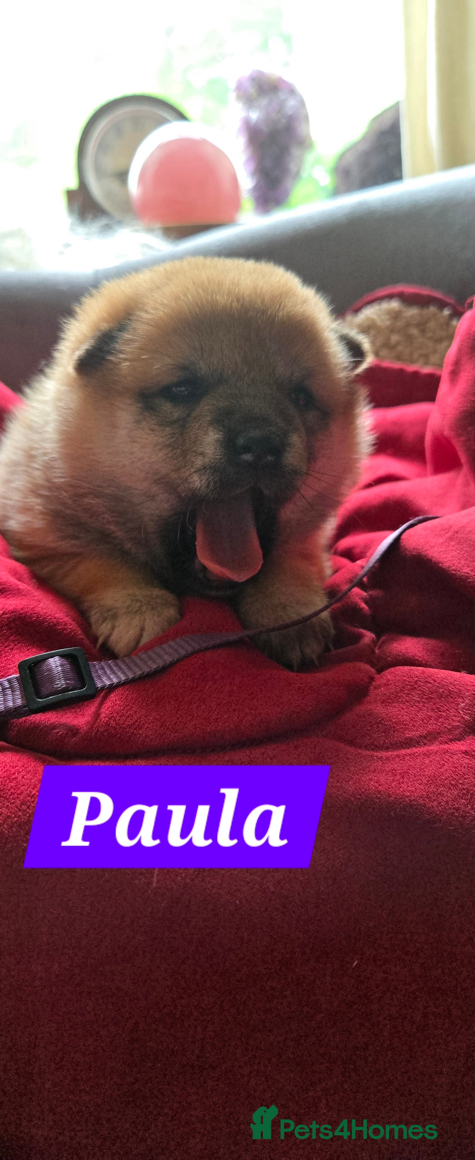 Japanese Shiba Inu dogs Stunning little Shibas - Advert 4