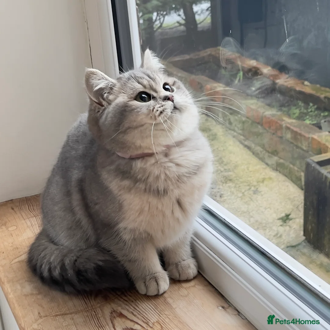 British Shorthair cats for sale: Only one TICA & GCCF British Shorthair Kitten  - Advert 1