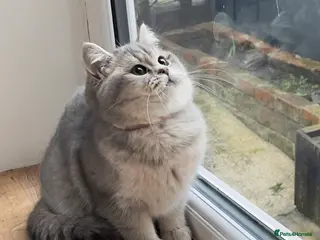 British Shorthair cats Only one TICA & GCCF British Shorthair Kitten - Advert 11