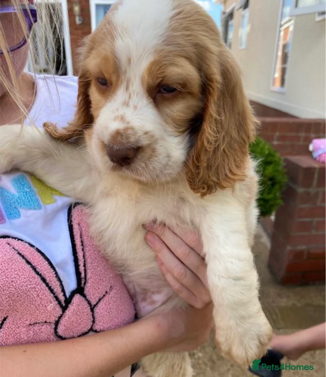 Cocker Spaniel dogs for stud: PROVEN Cocker Spaniel-Chocolate Sable DNA TESTED in Henlow - Advert 19