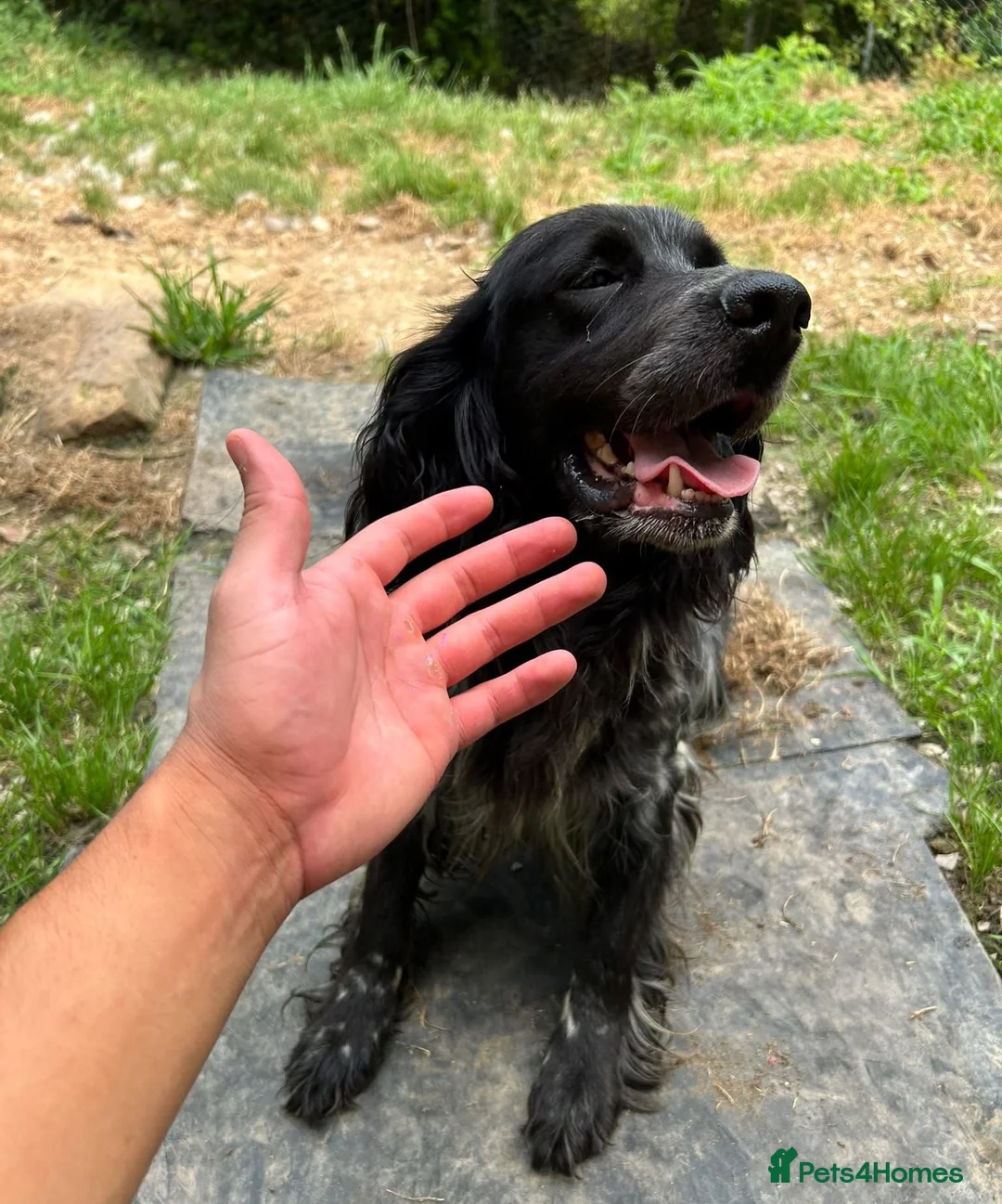 English Setter dogs for adoption: Irai  in Newcastle upon Tyne - Advert 2