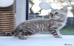 Bengal cats for sale: CUTE BENGAL KITTENS AVAILABLE - Image 2