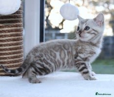 Bengal cats - Advert 10