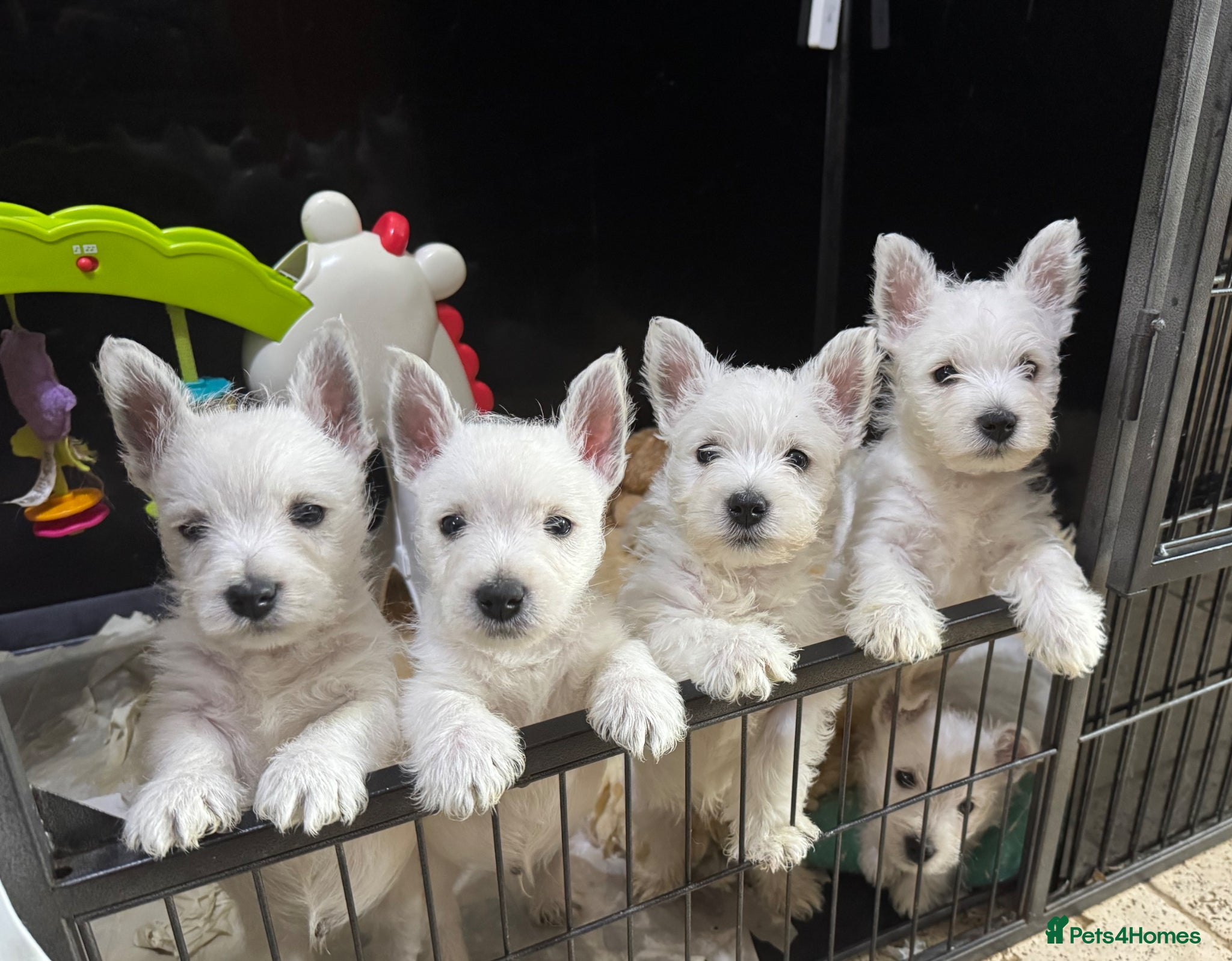 West Highland Terrier dogs One Kennel Club registered Male Puppy available. - Advert 1