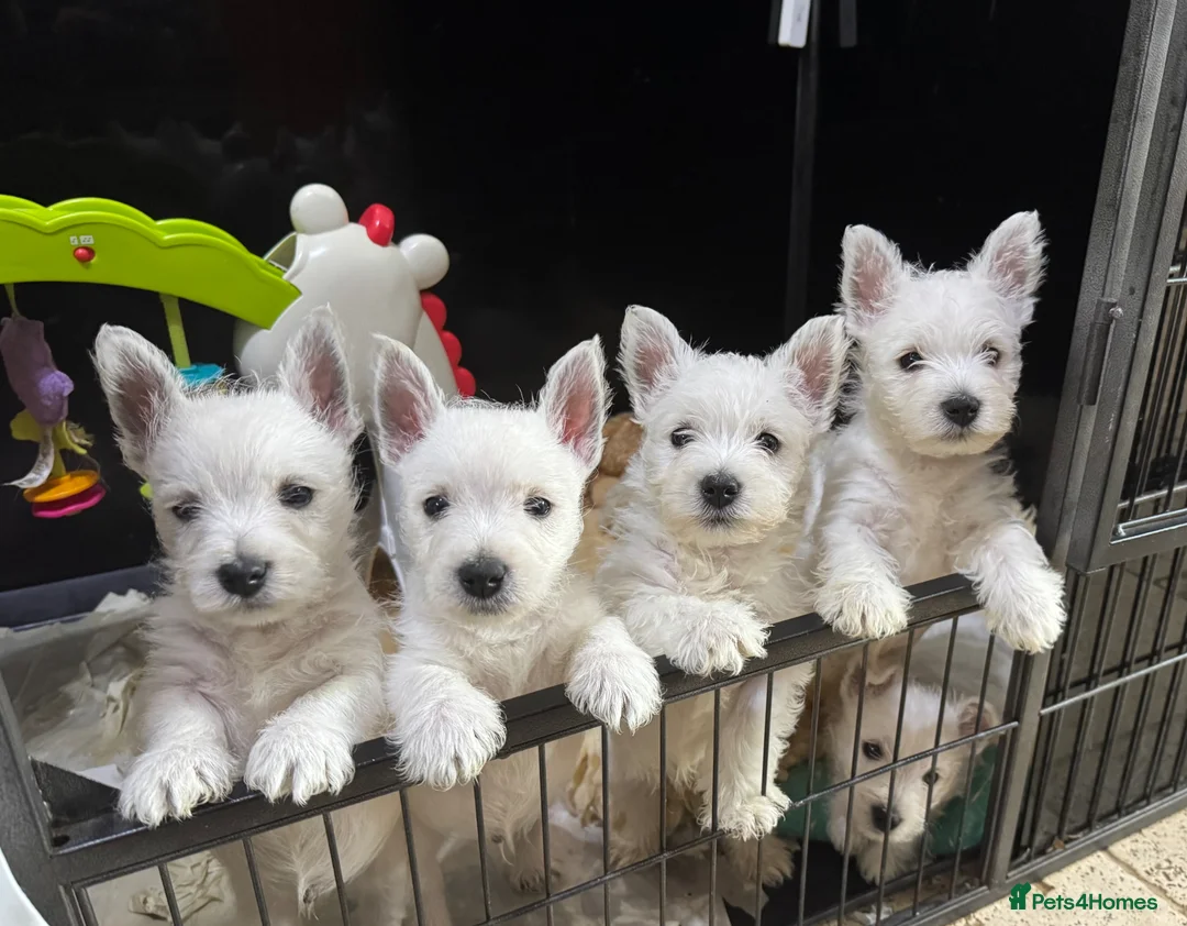 West Highland Terrier dogs for sale: One Kennel Club registered Male Puppy available. - Advert 1