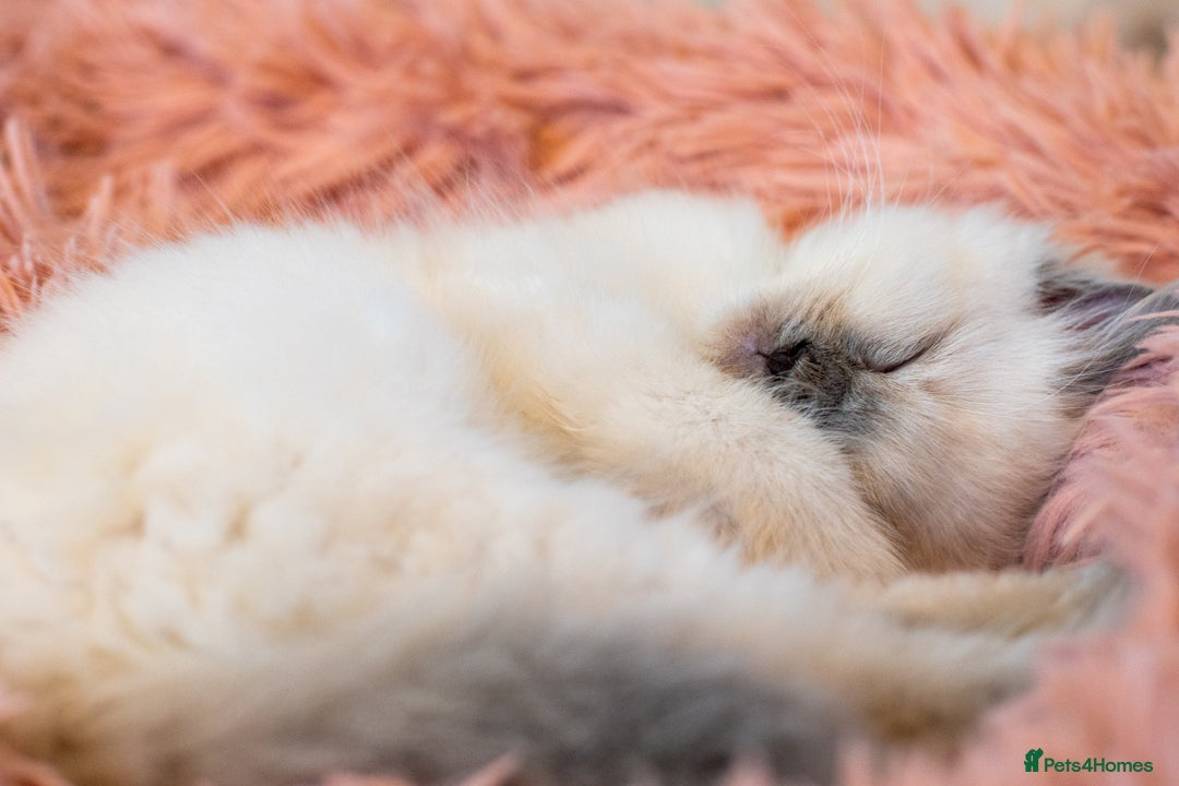 Ragdoll cats for sale: 🏅Last 2 GCCF Ragdoll kittens Ready now - Advert 5