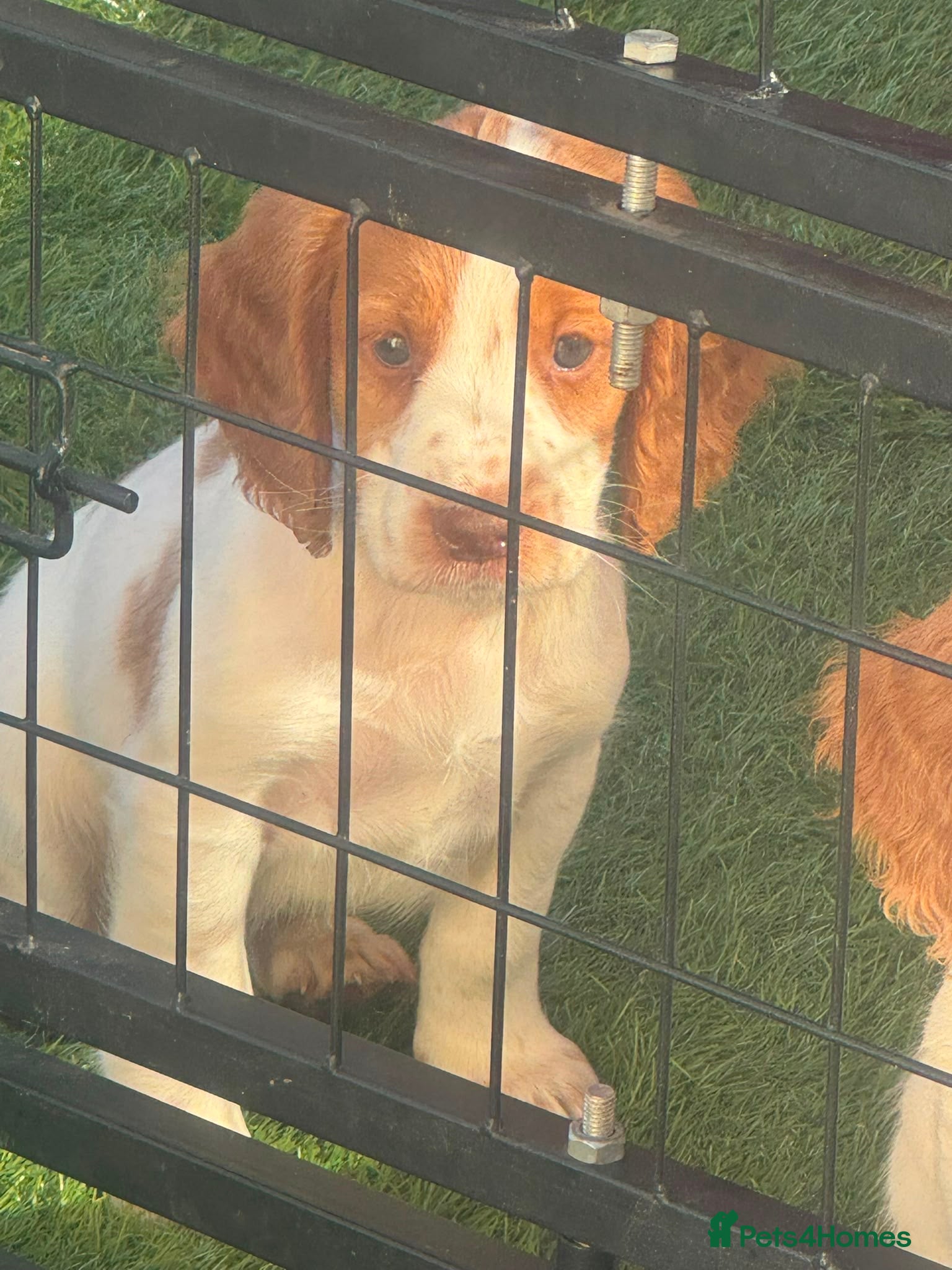 Cocker Spaniel dogs Ready to leave , toilet trained , whistle trained  - Advert 2