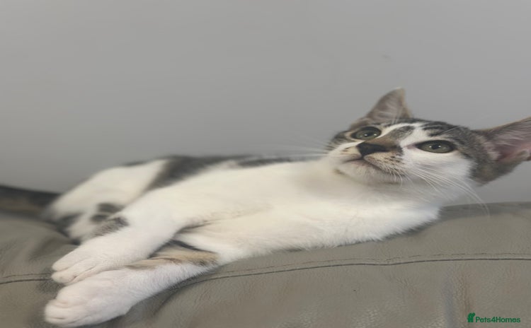 Mixed Breed cats - Advert 3