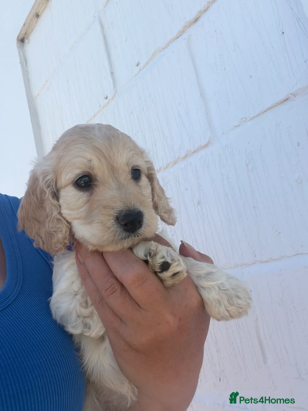 Cockapoo dogs for sale: Stunning 😍 Cockapoo F1 puppies for sale  - Advert 1