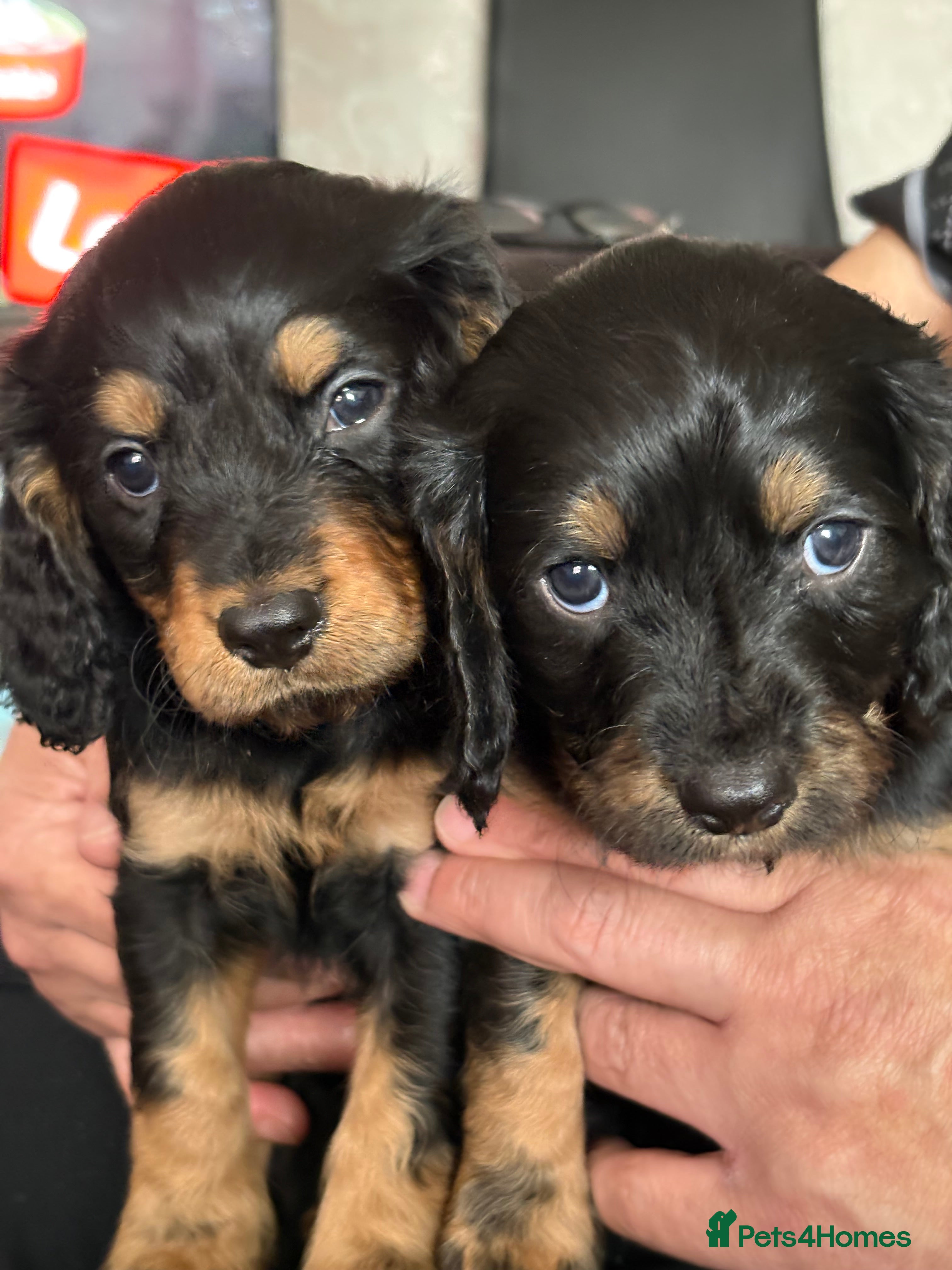 Mixed Breed dogs Cavapoo Puppies  - Advert 10