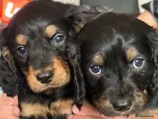 Mixed Breed dogs Cavapoo Puppies - Advert 10